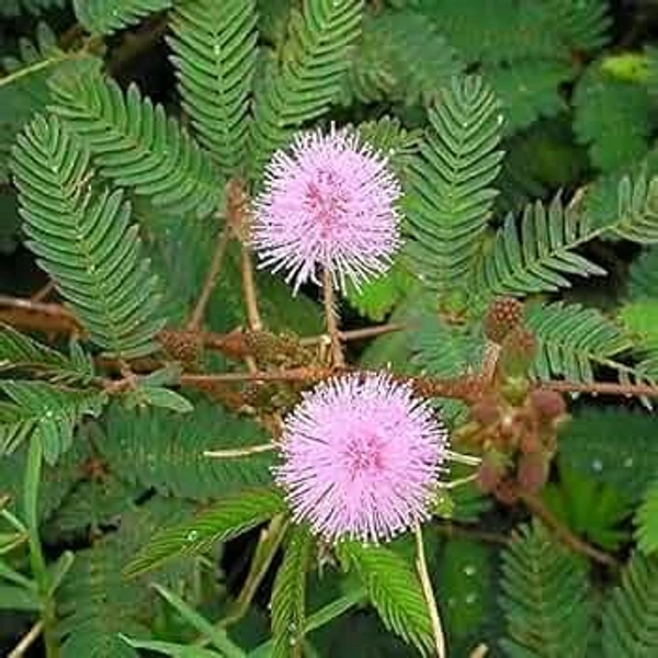 Mimosa Pudica  ( Touch Me Not ) 