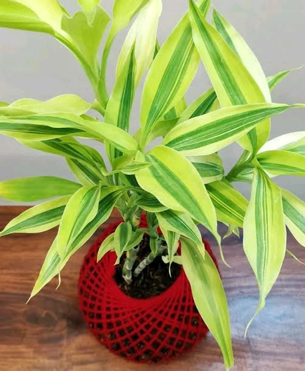 Lucky Bamboo Home Decor 