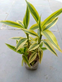 Lucky Bamboo Home Decor 