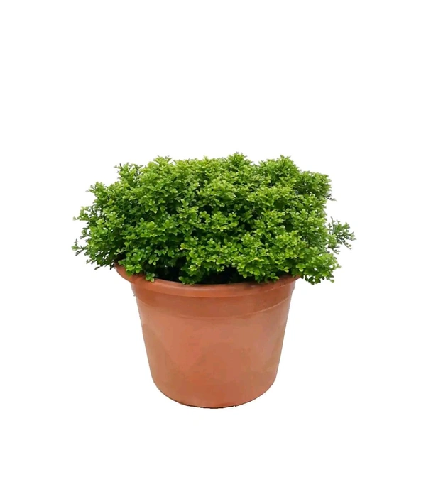 Table Kamini (Dwarf Kamini)