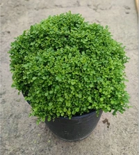 Table Kamini (Dwarf Kamini)
