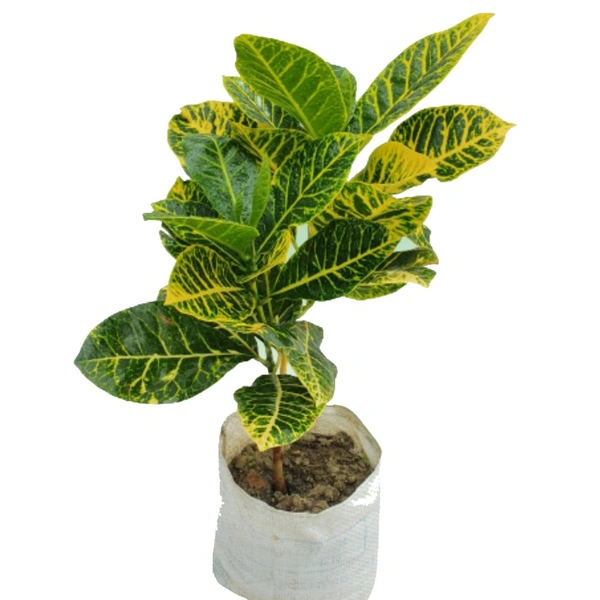 Croton Plant ( Yellow)