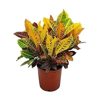Croton Plant ( Yellow)