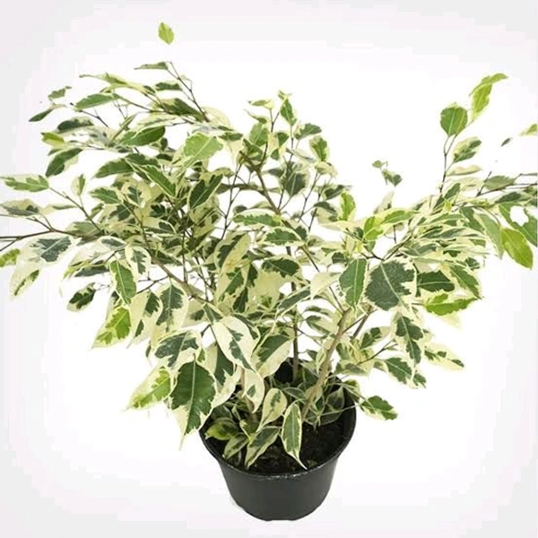 Ficus Star Light Plant 