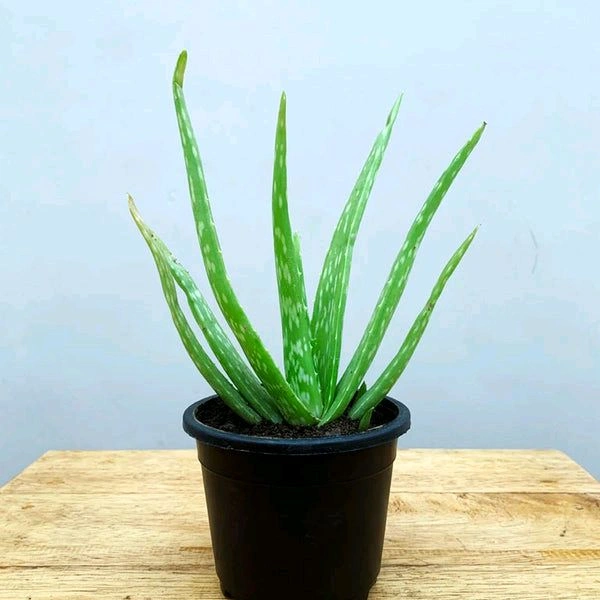 Aloe vera Plant 