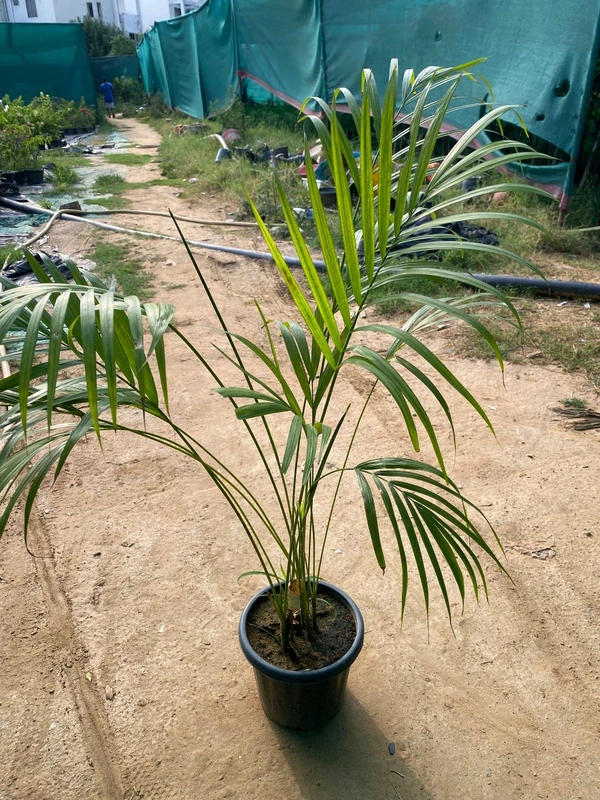 Areca Palm 