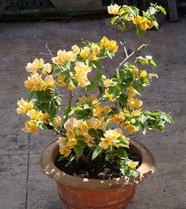 Elegant Yellow Bougainvillea Plant - White