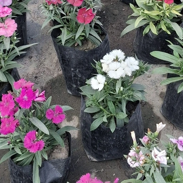 Well Drained China Pink Flowering Plant  - 8am To 5 Pm