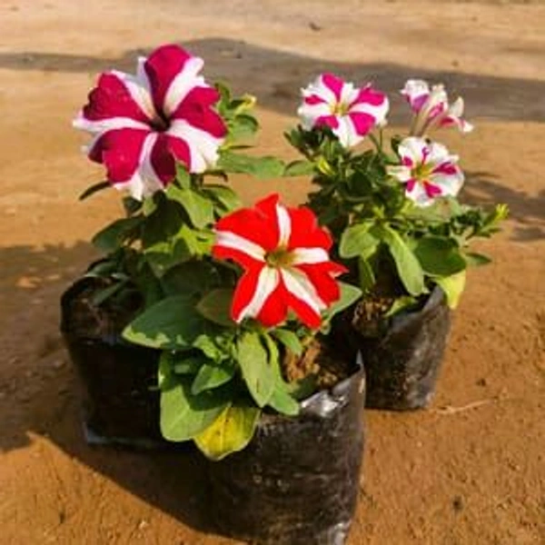 Petunia Flower - Red