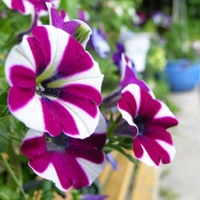 Petunia Flower - Purple