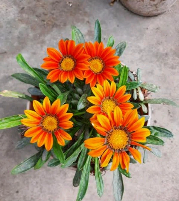 Gazania Rigens Plants - Web Orange