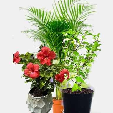 Green & Grounded Plants