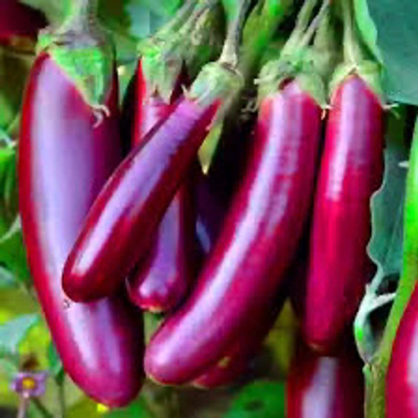 Brinjal(వంకాయ) - 1Kg