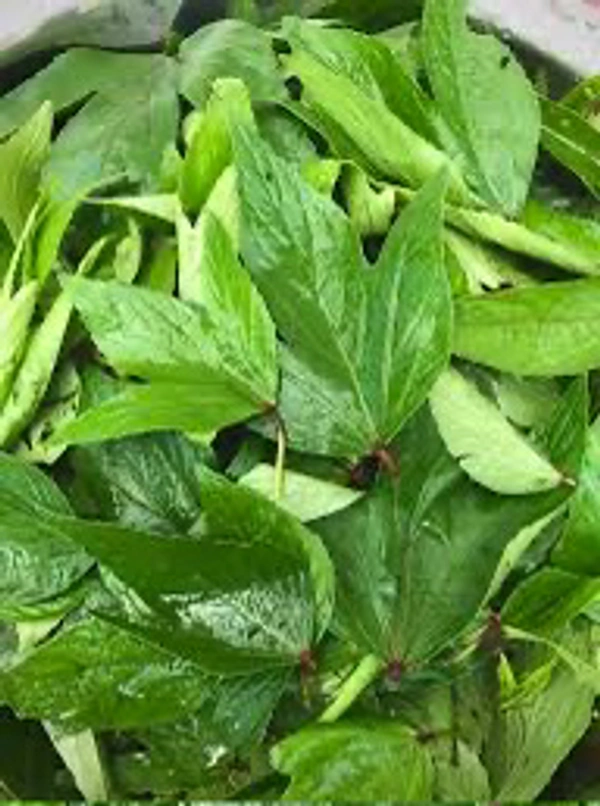 Gongura(గోంగూర) - 1