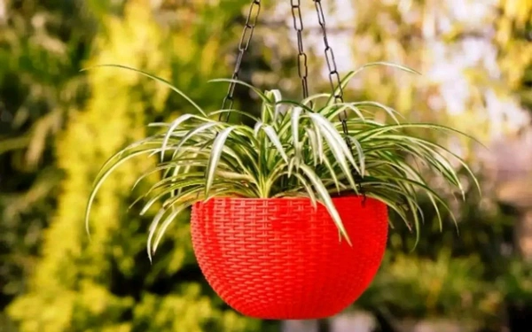 Virajsanchi Hanging Pots With Metal Chain 5 Pieces