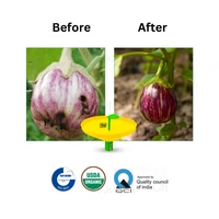 Chipku Brinjal Fruit Shoot Borer (Brinjal)