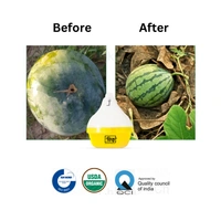 Chipku Melon Fly (Cucurbitaceous Crops)