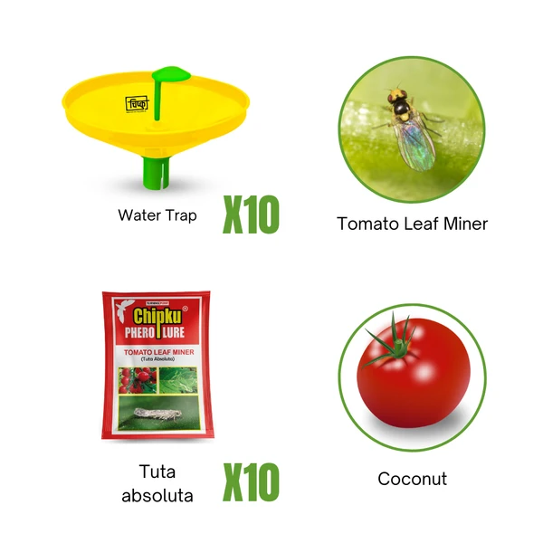 Chipku Tomato Leaf Miner (Tomato)