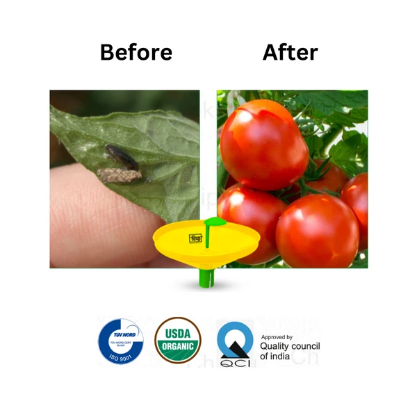 Chipku Tomato Leaf Miner (Tomato)