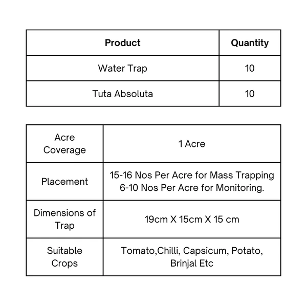 Chipku Tomato Leaf Miner (Tomato)