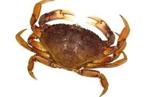 Nandu