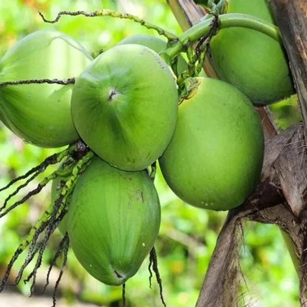 Green Coconut  - 1pc
