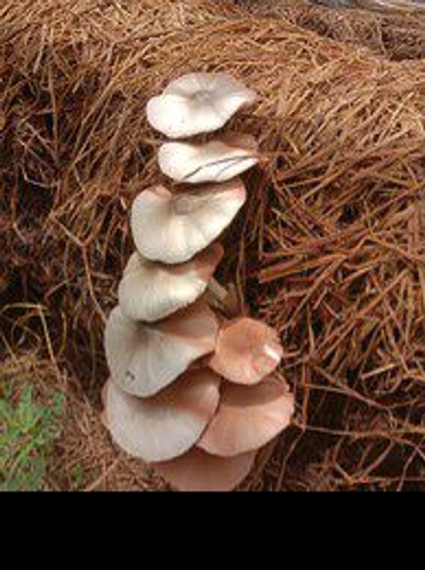 Puala Chatu/paddy Straw Mushroom  - 250gm