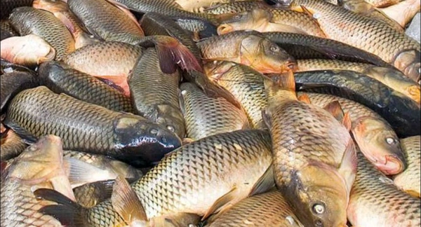 గ్యాస్ కట్టు  (Gas Cuttu )-1 kg