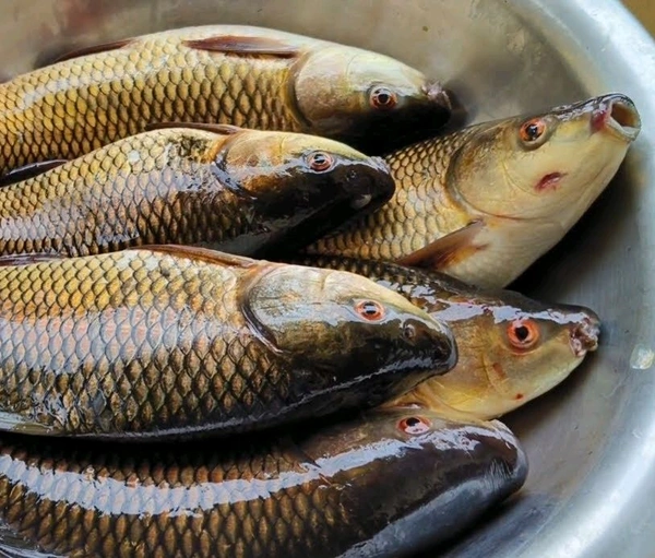 రవ్వ(Rava)- 1 kg