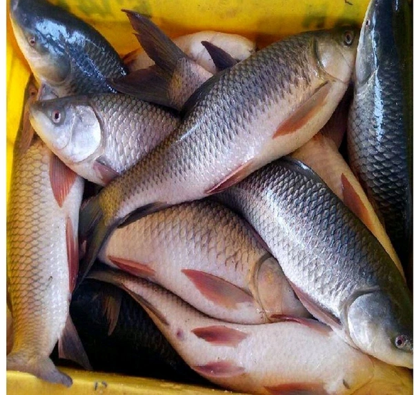 బోచా(Bochha)-1 kg
