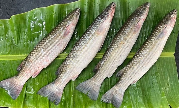 Bhangan Local  - 500gm