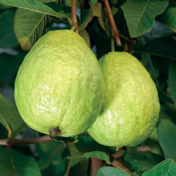 Guava - 500gm