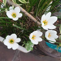 RAIN LILY (Bulb Each) Colours- Pink & White - white & pink, bulb
