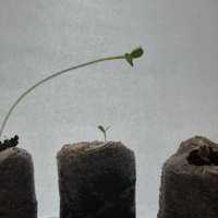 GERMINATION TAB