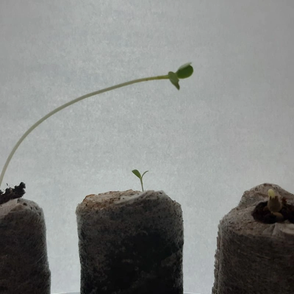 GERMINATION TAB