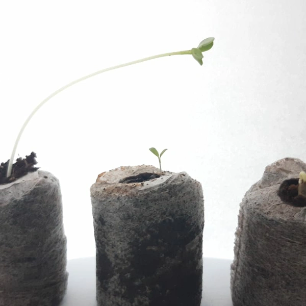 GERMINATION TAB