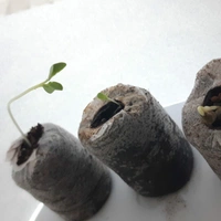 GERMINATION TAB
