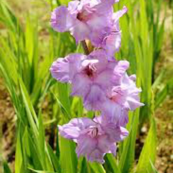 Gladious - Flowering Bulbs - Multi color , bulb