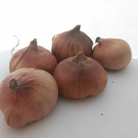 Gladious - Flowering Bulbs - Multi color , bulb