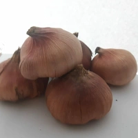 Gladious - Flowering Bulbs - Multi color , bulb