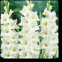 Gladious - Flowering Bulbs - Multi color , bulb
