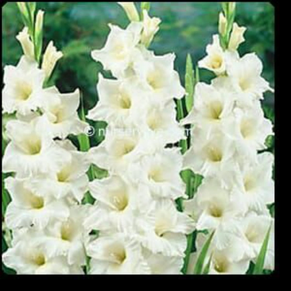 Gladious - Flowering Bulbs - Multi color , bulb