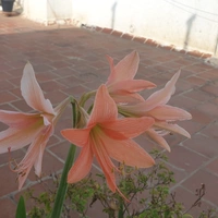 Amaryllis - Assorted Colours - orange and red