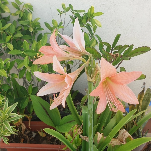 Amaryllis - Assorted Colours - orange and red