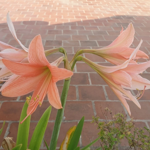 Amaryllis - Assorted Colours - orange and red