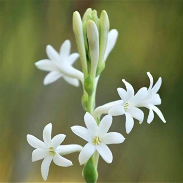 Tuberose - white , single petal