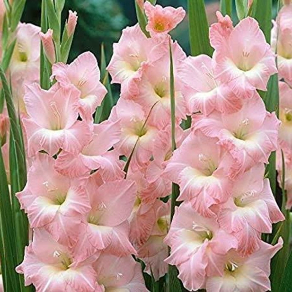 GLADIOUS BULBS SET Of 5 DIFFERENT COLOR EACH - White,  Pink, Red, Bio and Yellow 