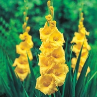 GLADIOUS BULBS SET Of 5 DIFFERENT COLOR EACH - White,  Pink, Red, Bio and Yellow 