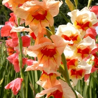 GLADIOUS BULBS SET Of 5 DIFFERENT COLOR EACH - White,  Pink, Red, Bio and Yellow 