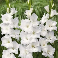 GLADIOUS BULBS SET Of 5 DIFFERENT COLOR EACH - White,  Pink, Red, Bio and Yellow 